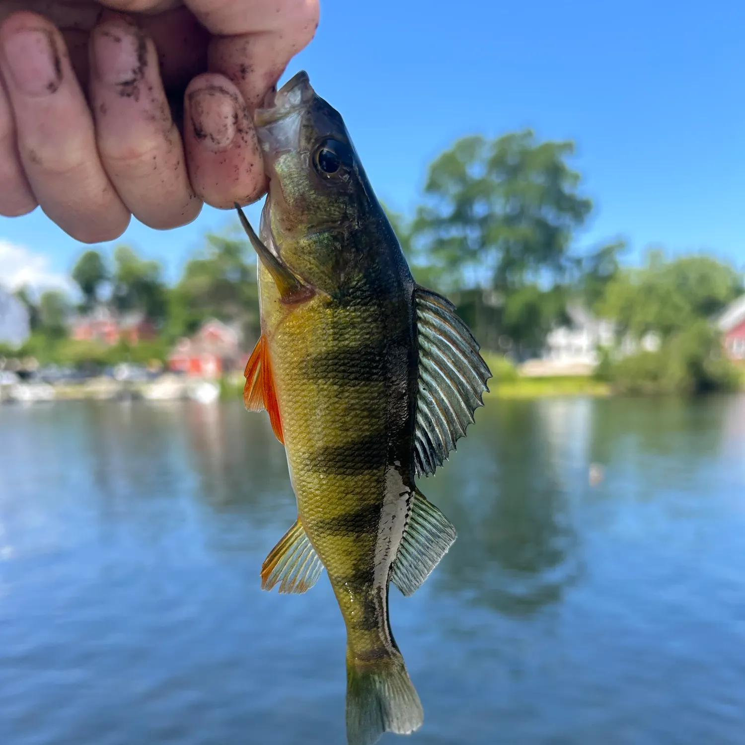 catch