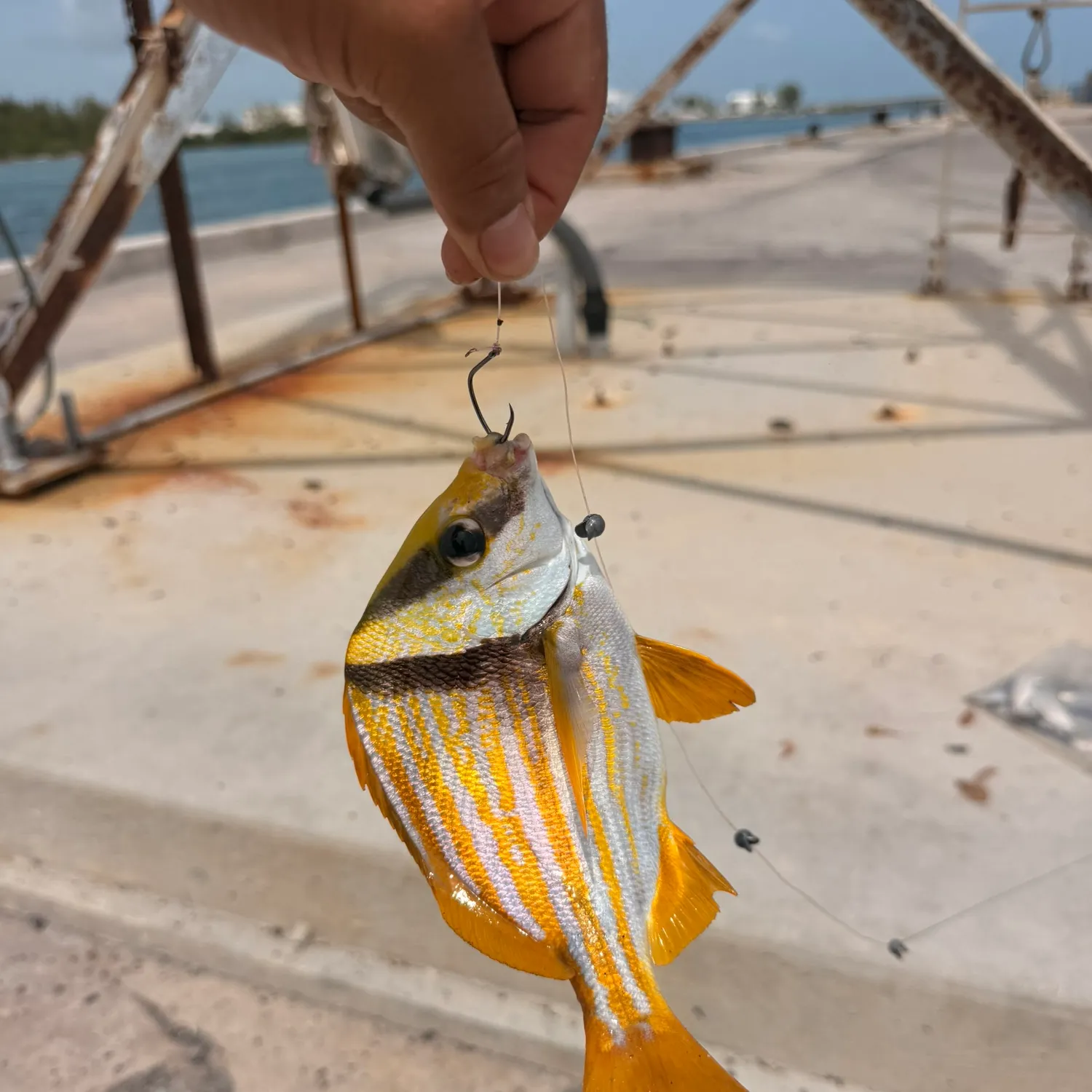 The most recent Atlantic porkfish catches on Fishbrain