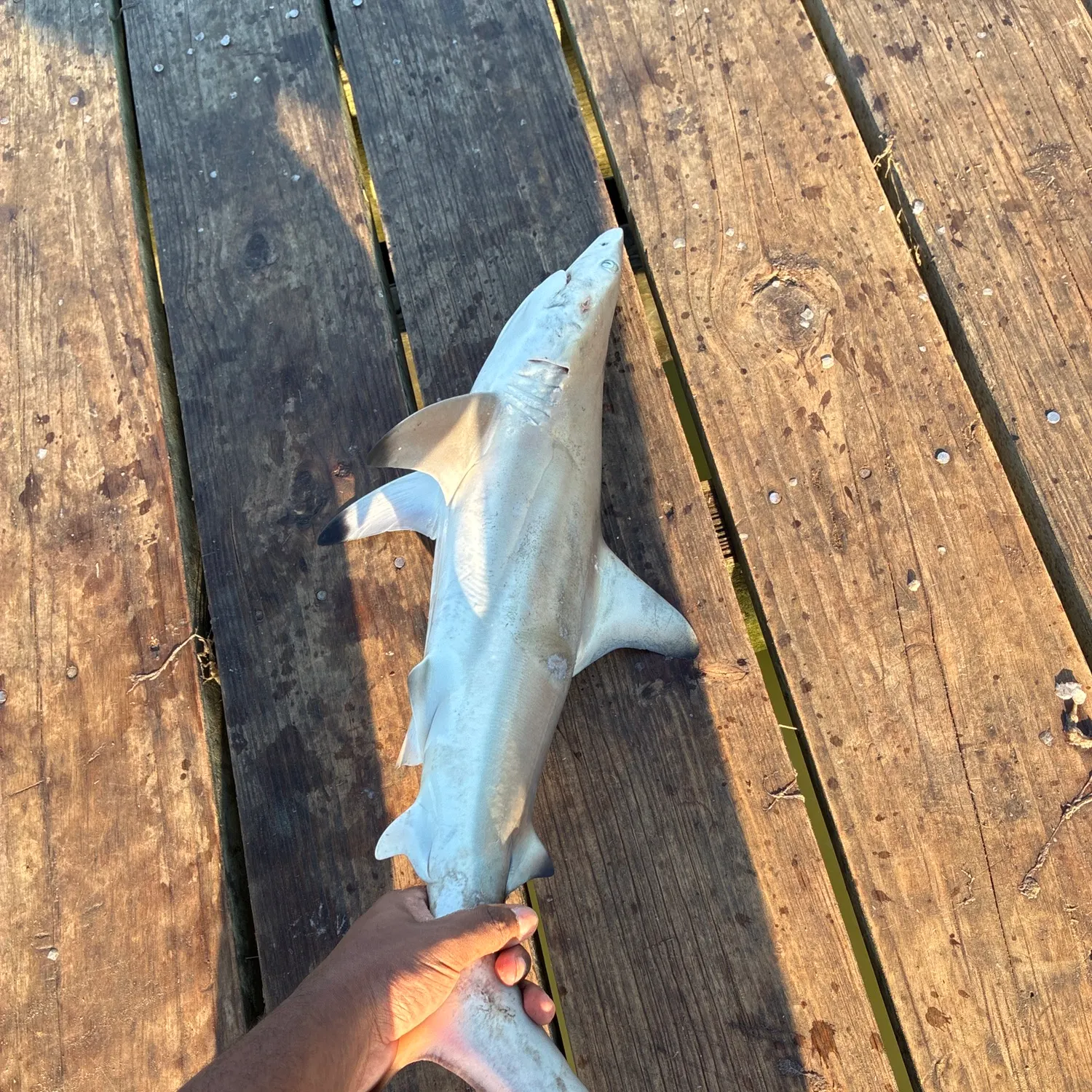 Blacktip shark caught on Fishbrain