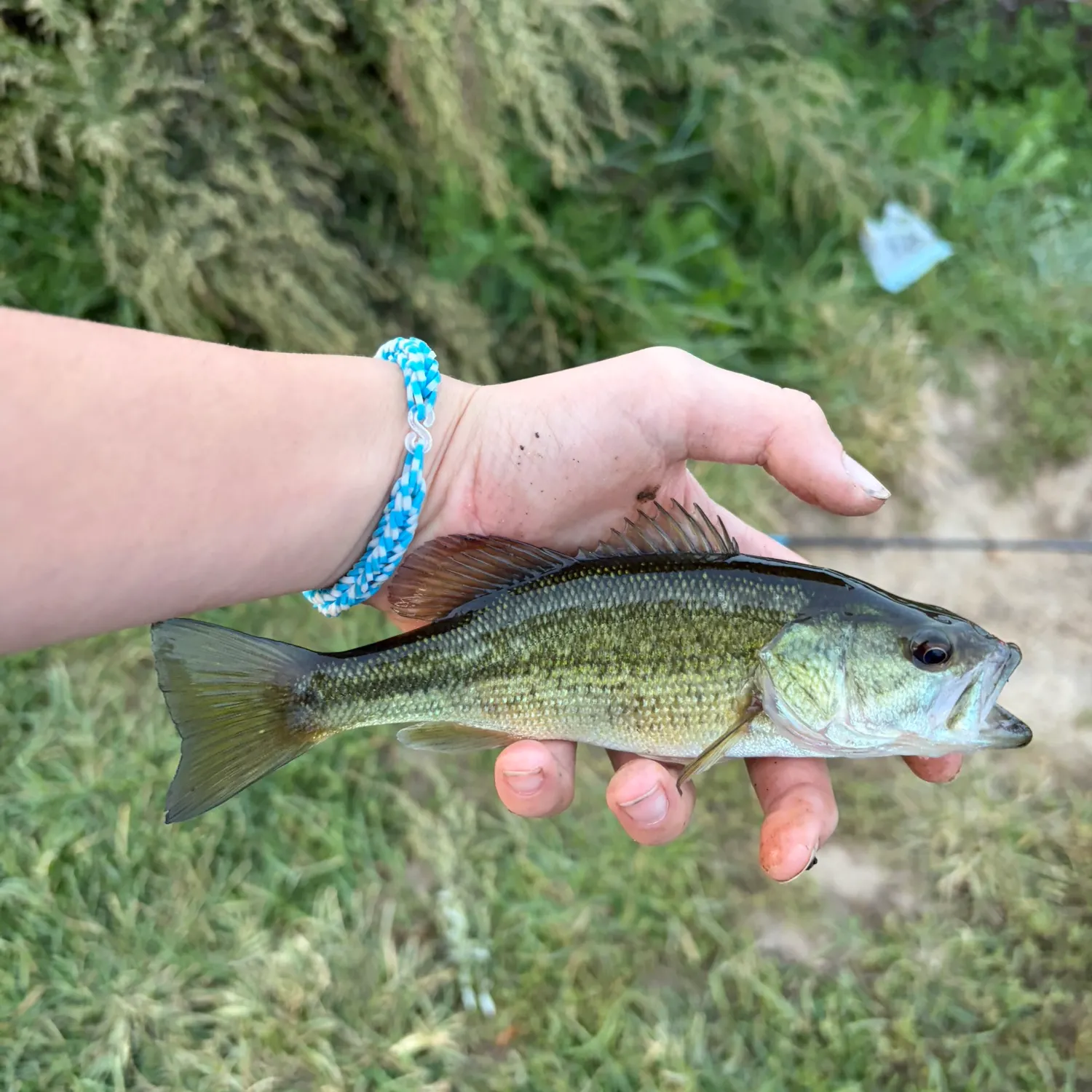 Spotted bass caught on Fishbrain