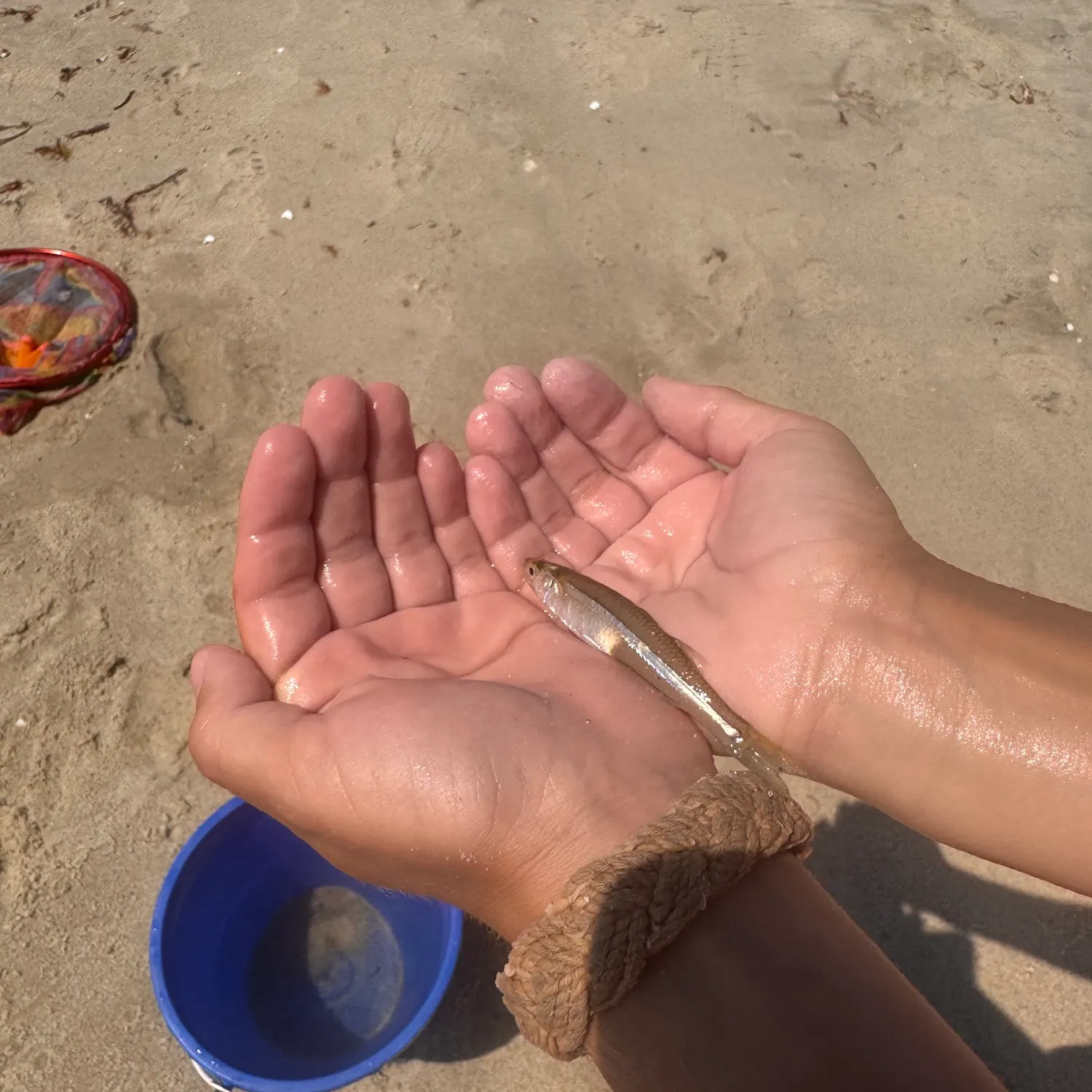 The most recent Sandbar shiner catches on Fishbrain