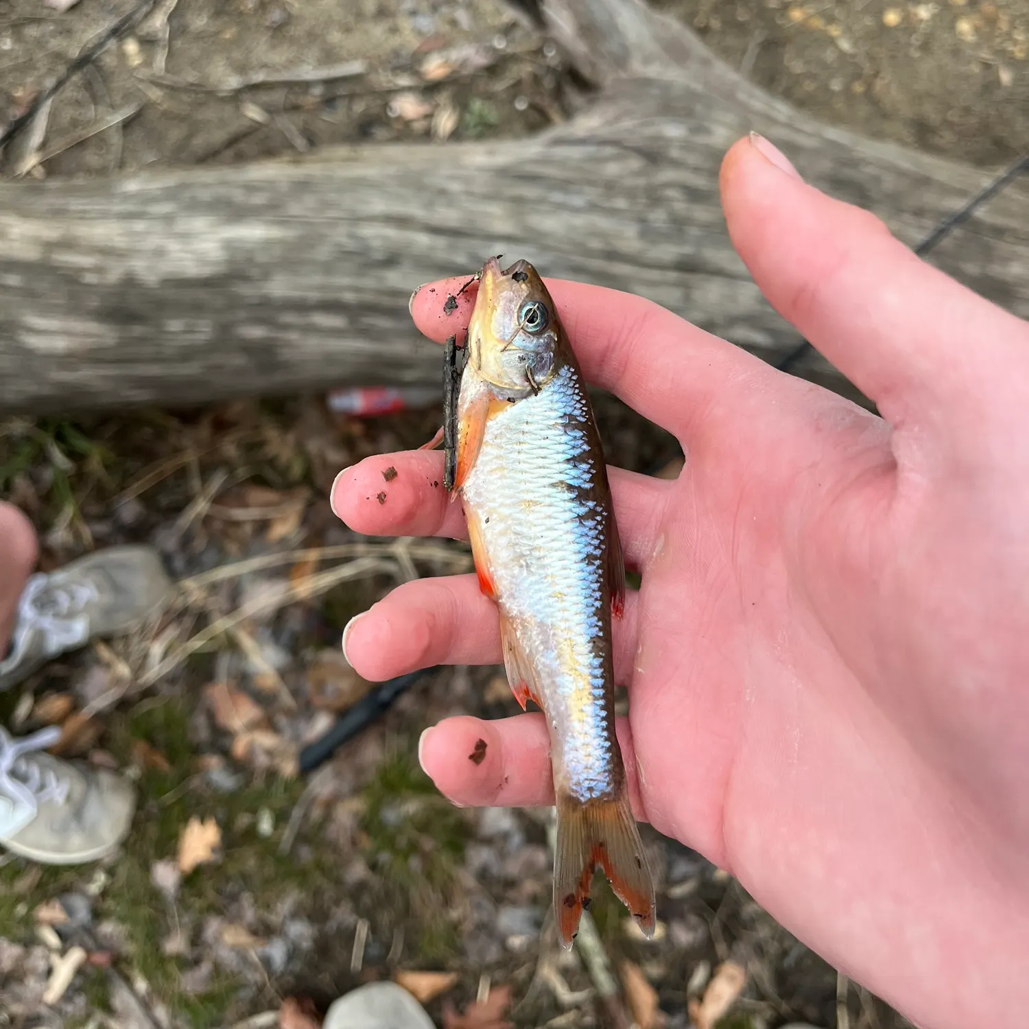 The most recent Common shiner catches on Fishbrain