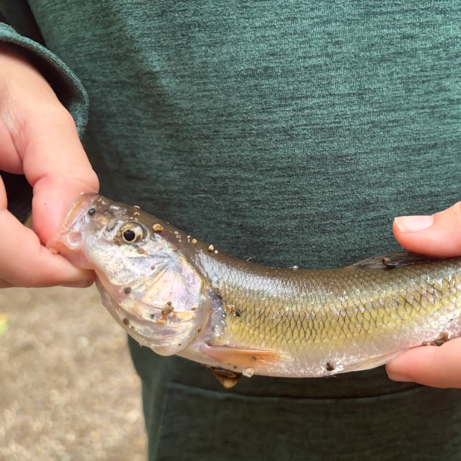 Creek chub caught on Fishbrain