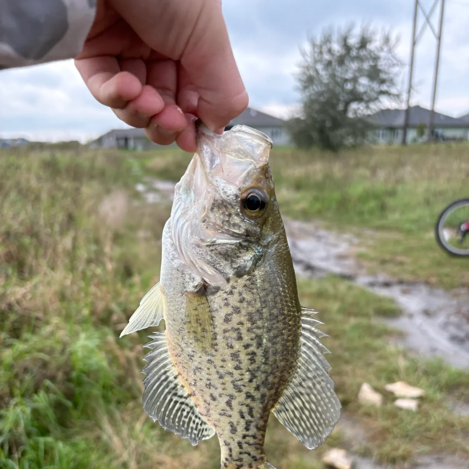 Black crappie caught on Fishbrain