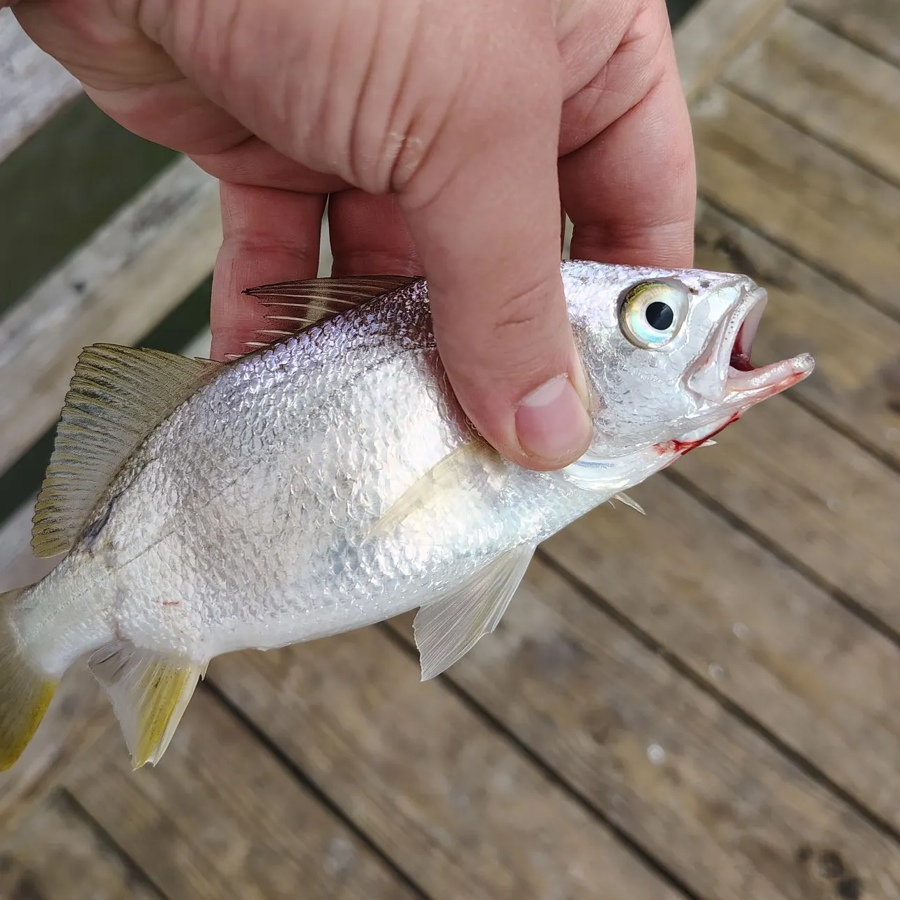 most liked catch image
