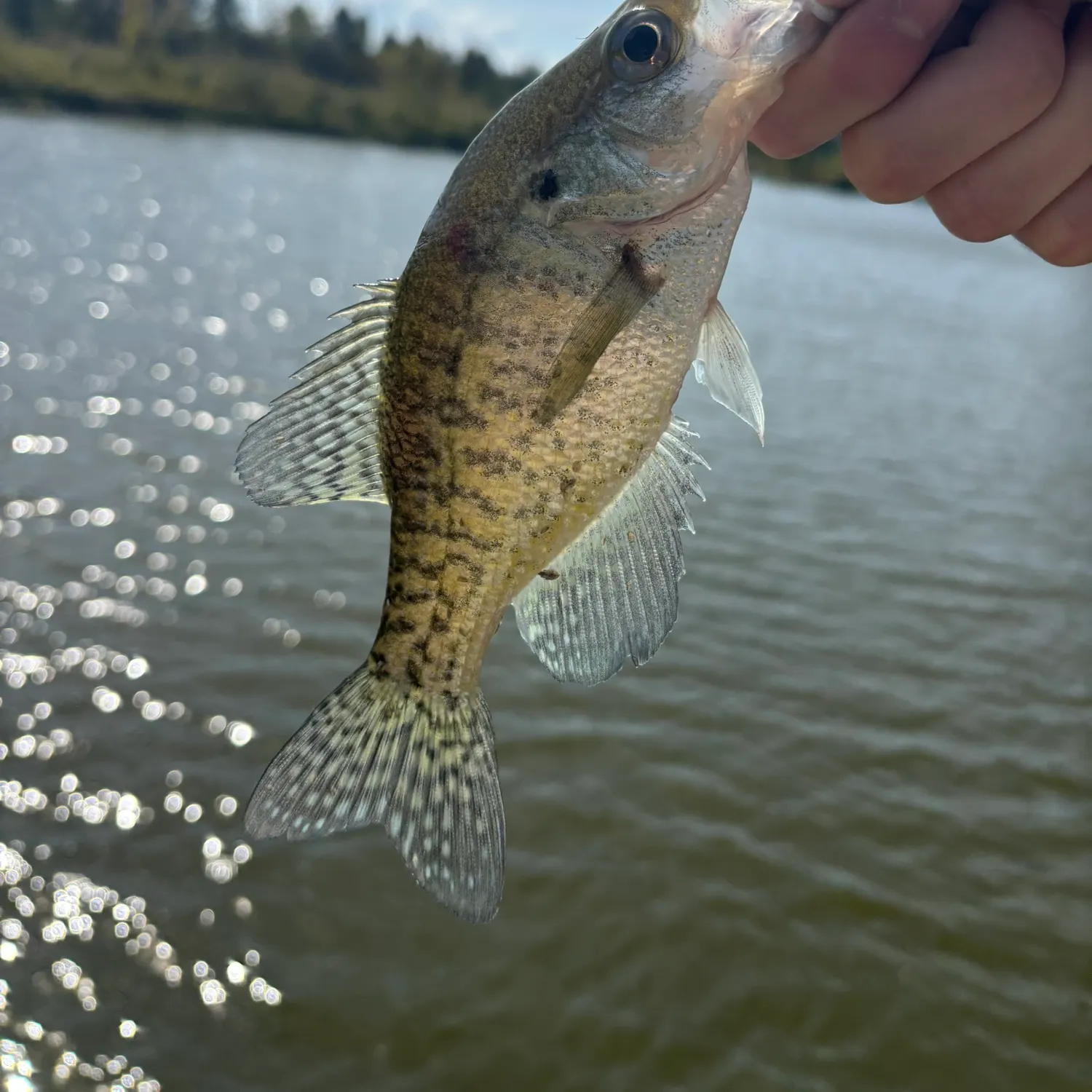White crappie caught on Fishbrain