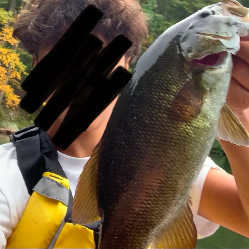 Smallmouth bass caught on Fishbrain