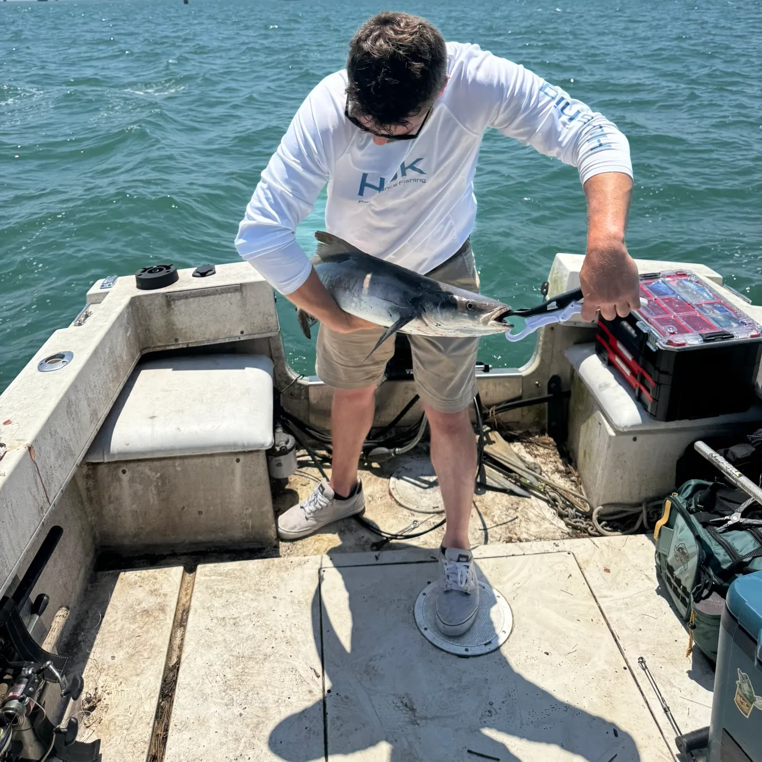 The most recent Cobia catches on Fishbrain