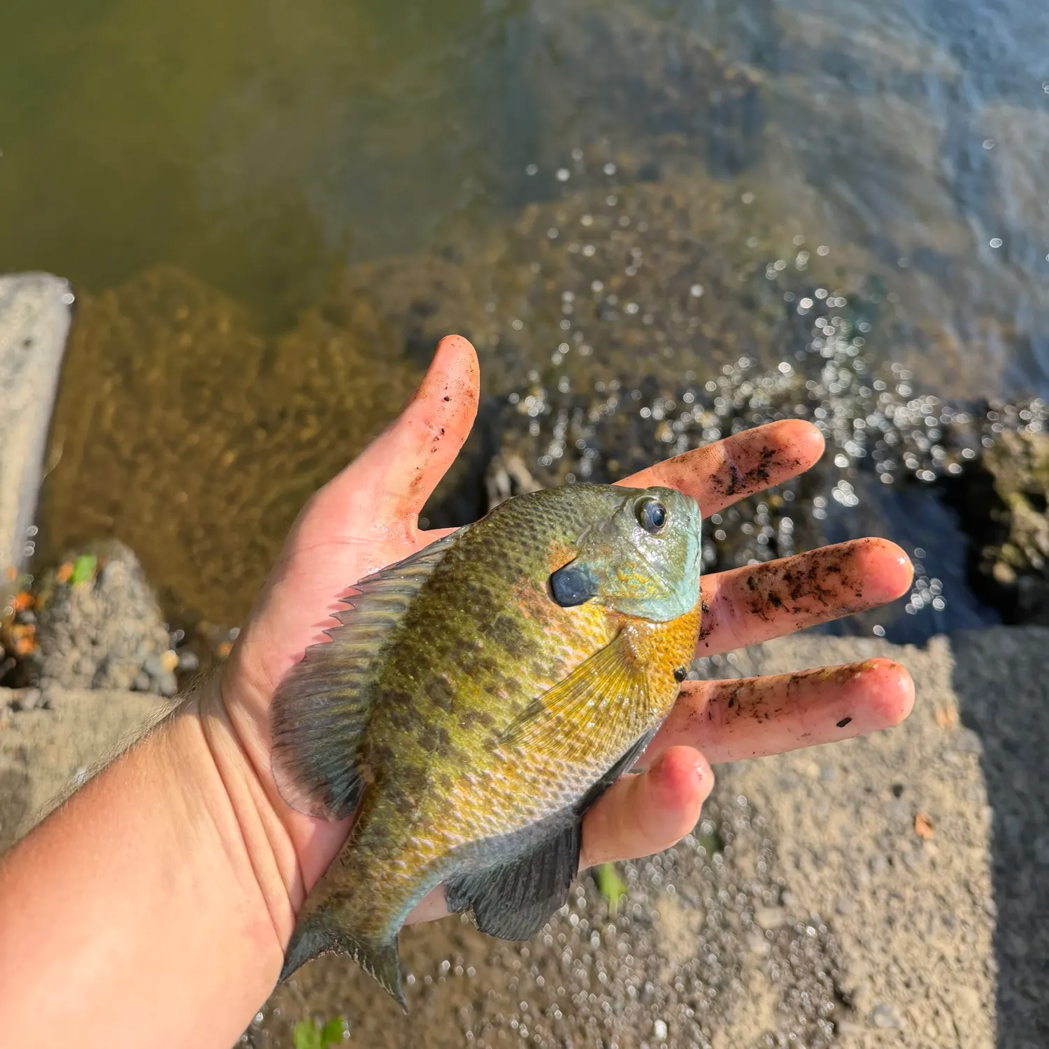 Bluegill caught on Fishbrain