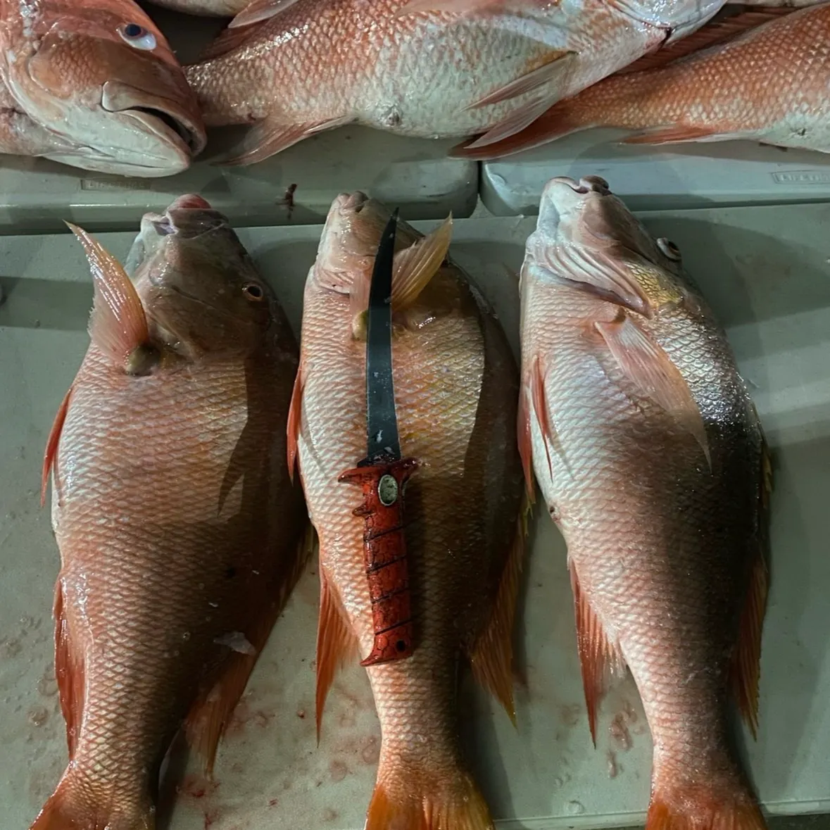 The most recent Mutton snapper catches on Fishbrain