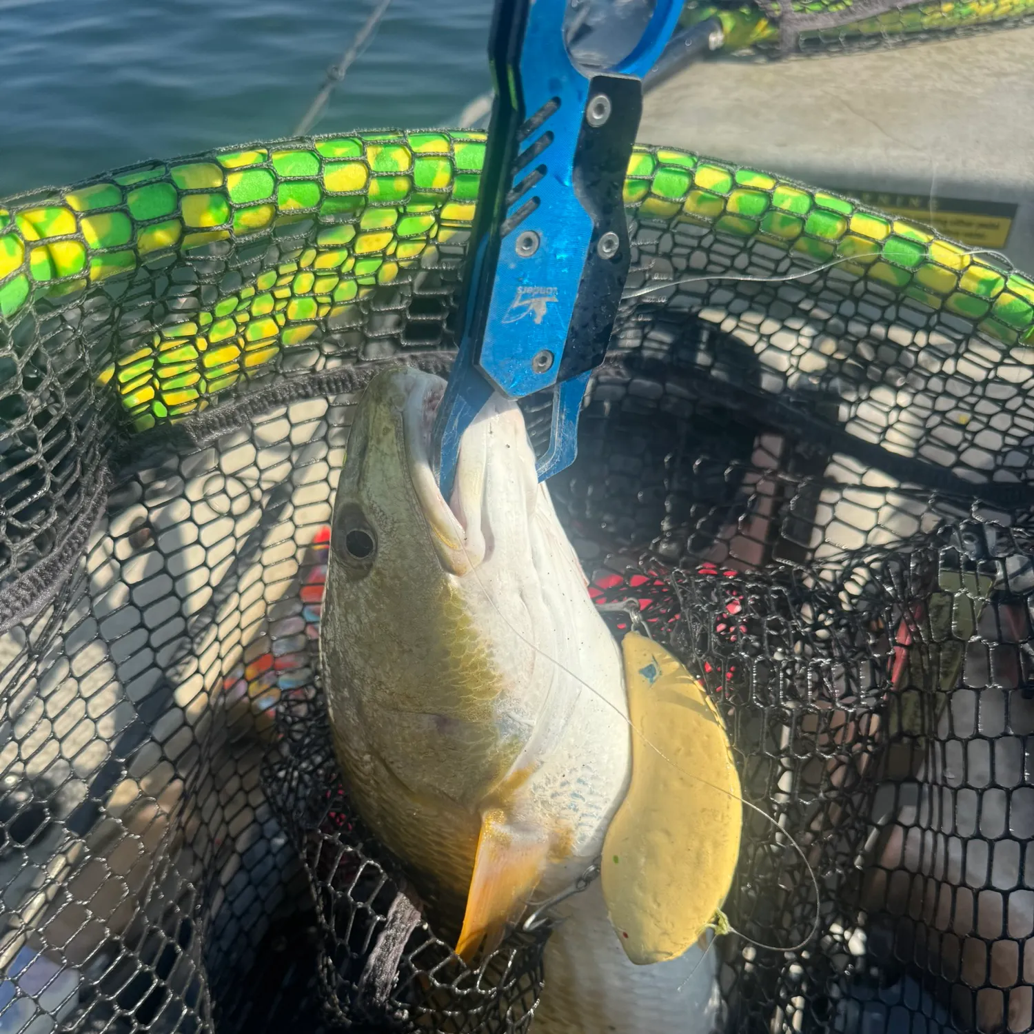 Red drum caught on Fishbrain
