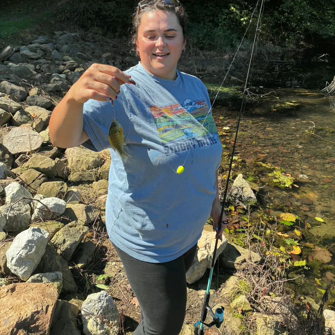 Bluegill caught on Fishbrain