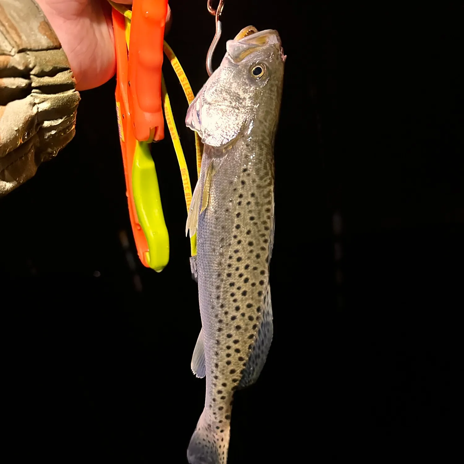 Spotted seatrout caught on Fishbrain
