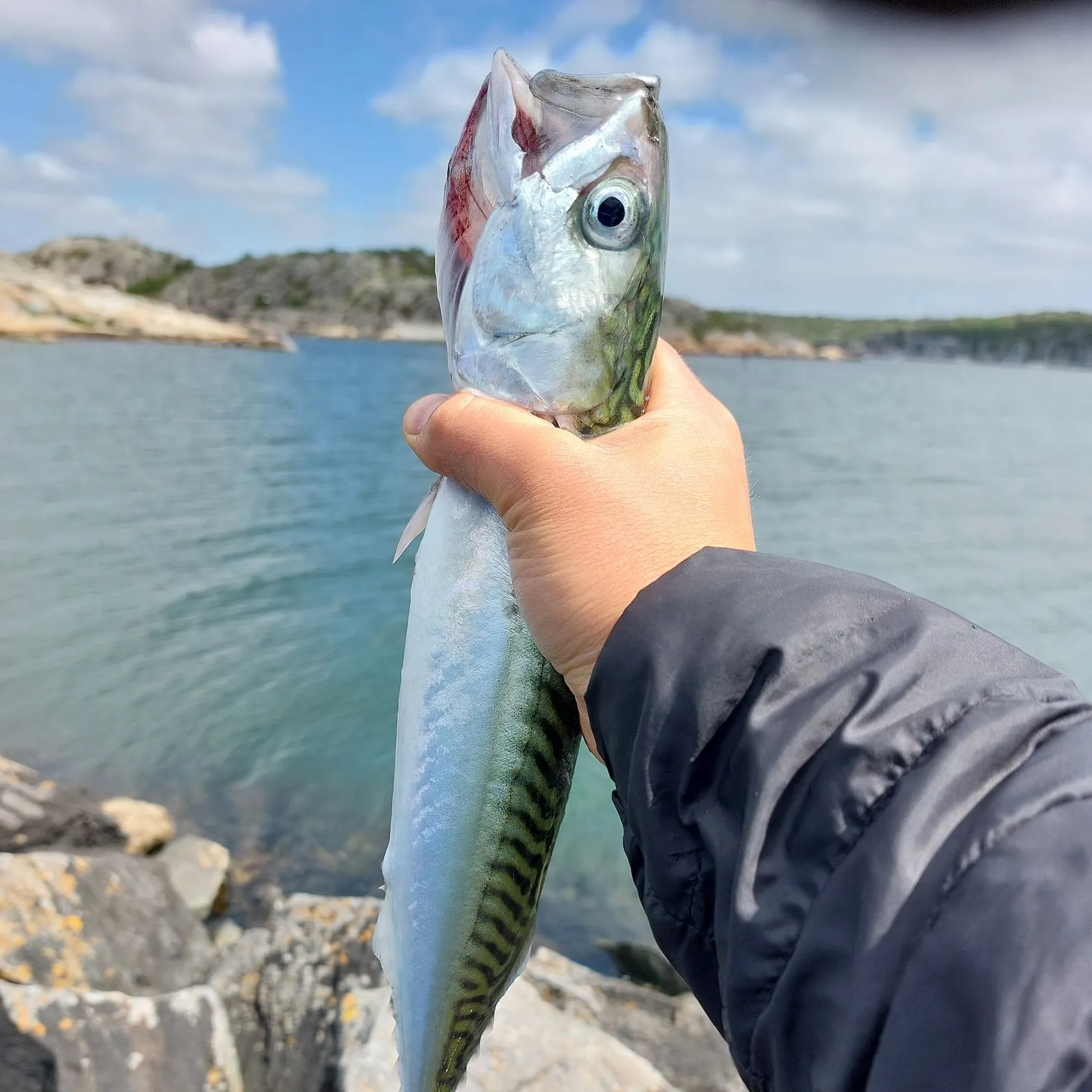 The most recent Atlantic mackerel catches on Fishbrain