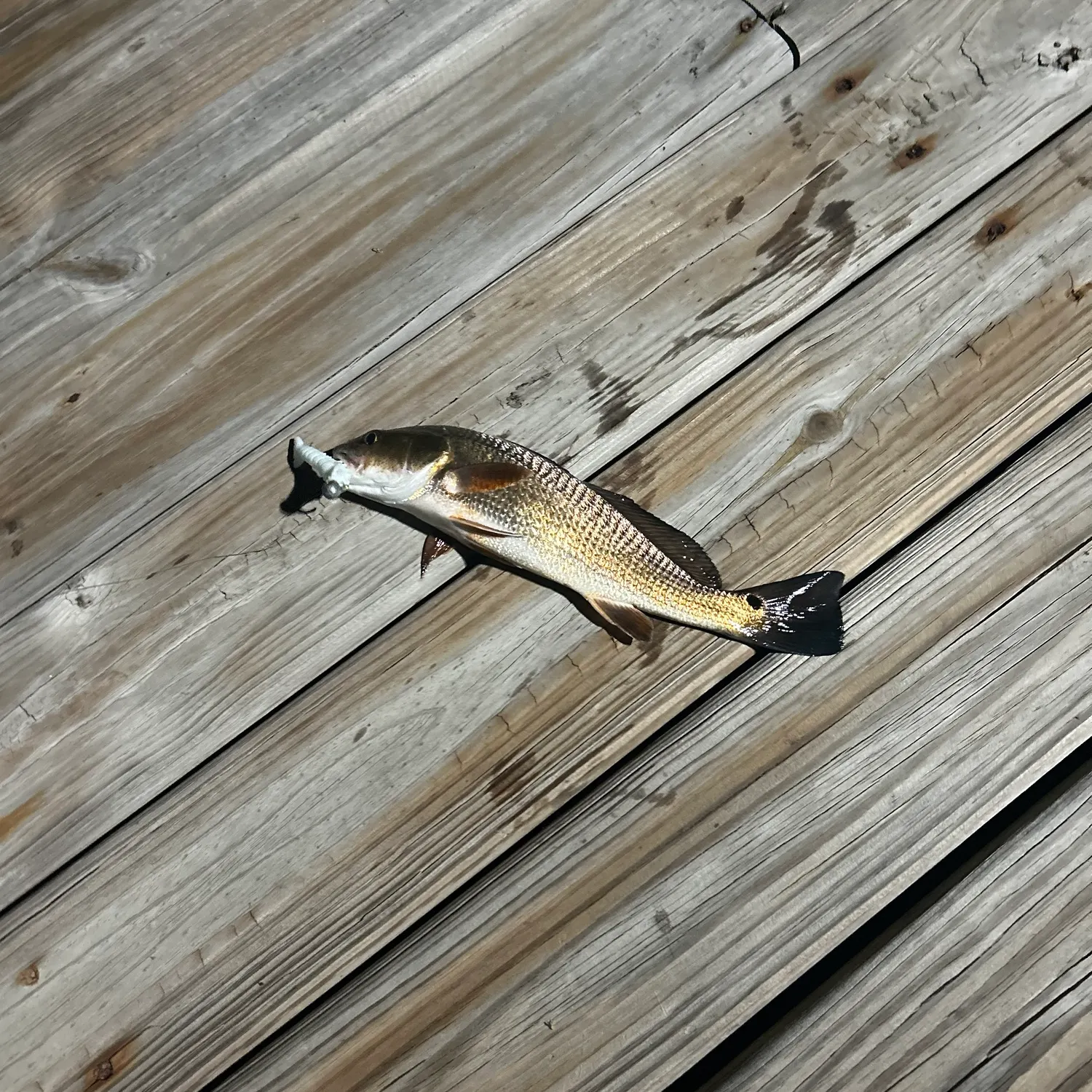 Fish caught on Fishbrain