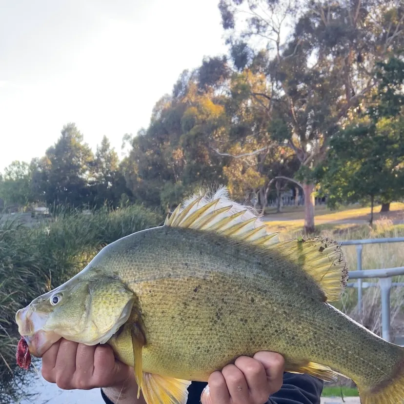 The most recent Golden perch catches on Fishbrain