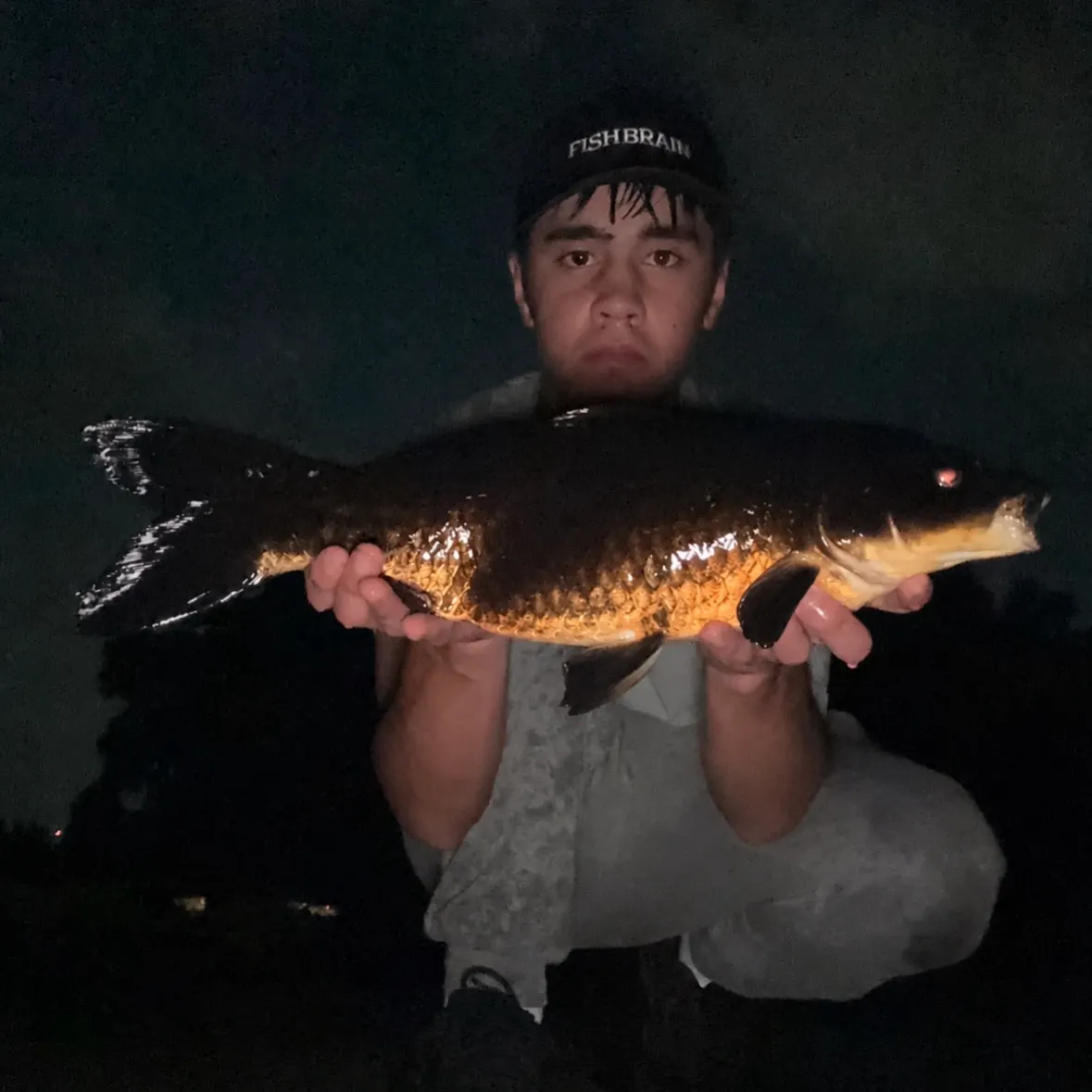 The most recent Koi carp catches on Fishbrain