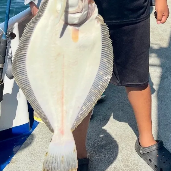 Summer flounder caught on Fishbrain