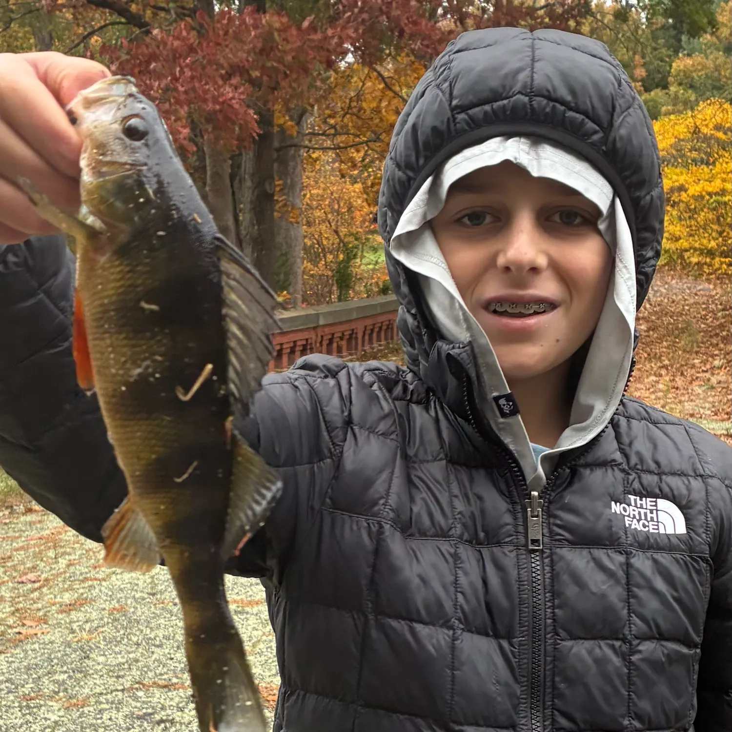 Yellow perch caught on Fishbrain
