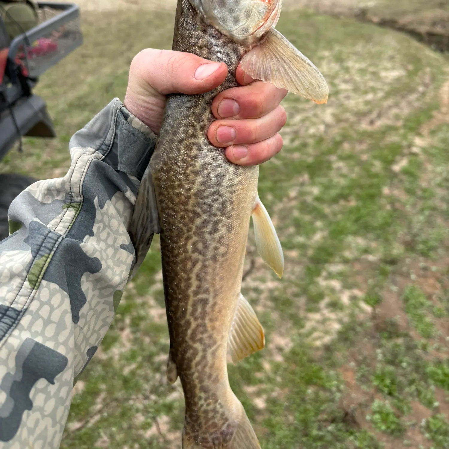 Tiger trout caught on Fishbrain