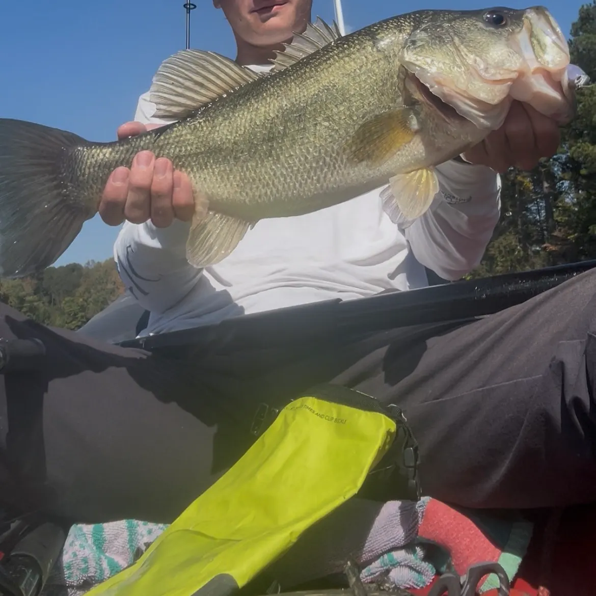 Largemouth bass caught on Fishbrain