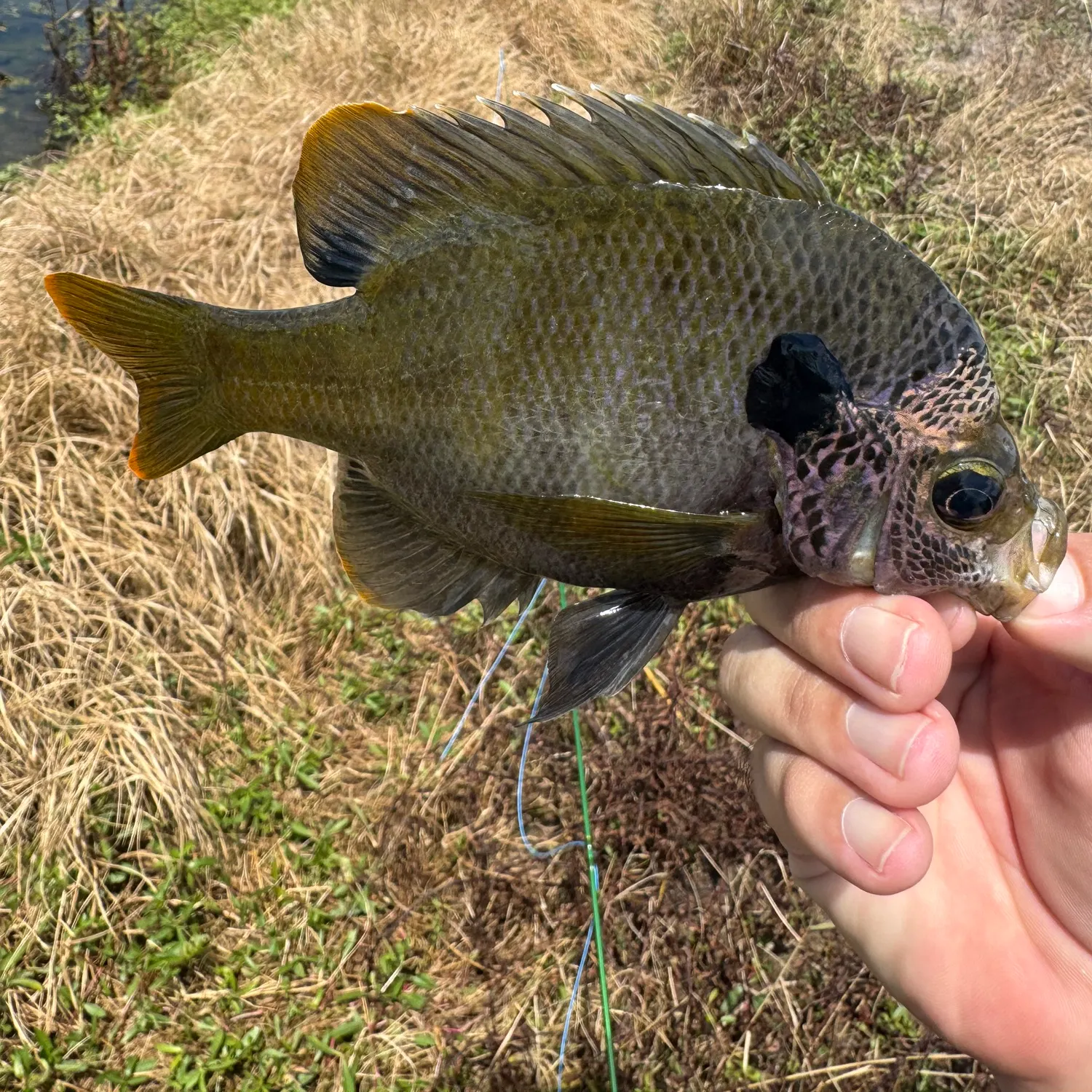 The most recent Greengill hybrid catches on Fishbrain