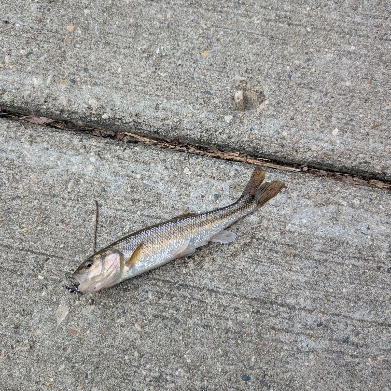 Creek chub caught on Fishbrain