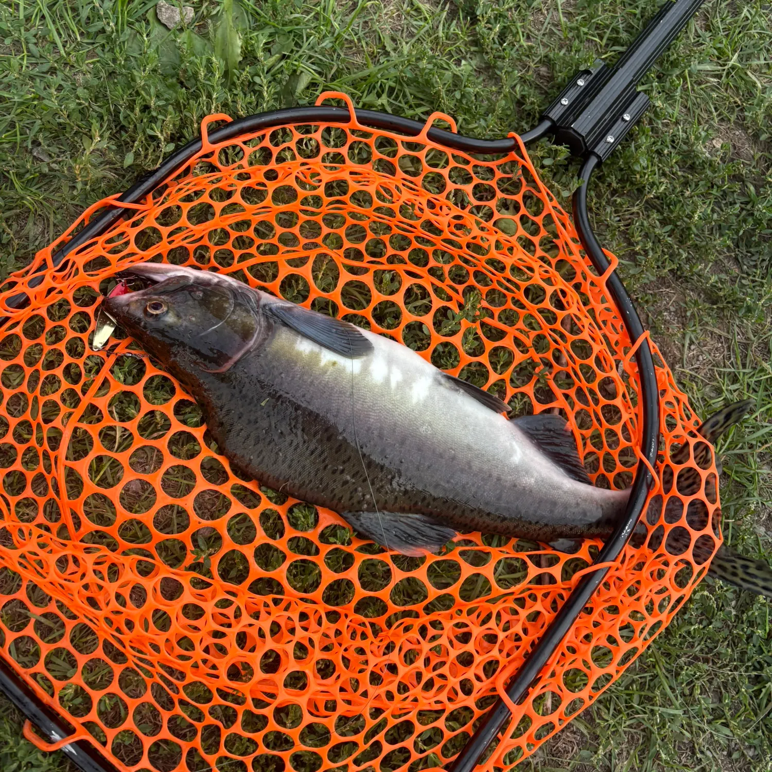 Pink salmon caught on Fishbrain