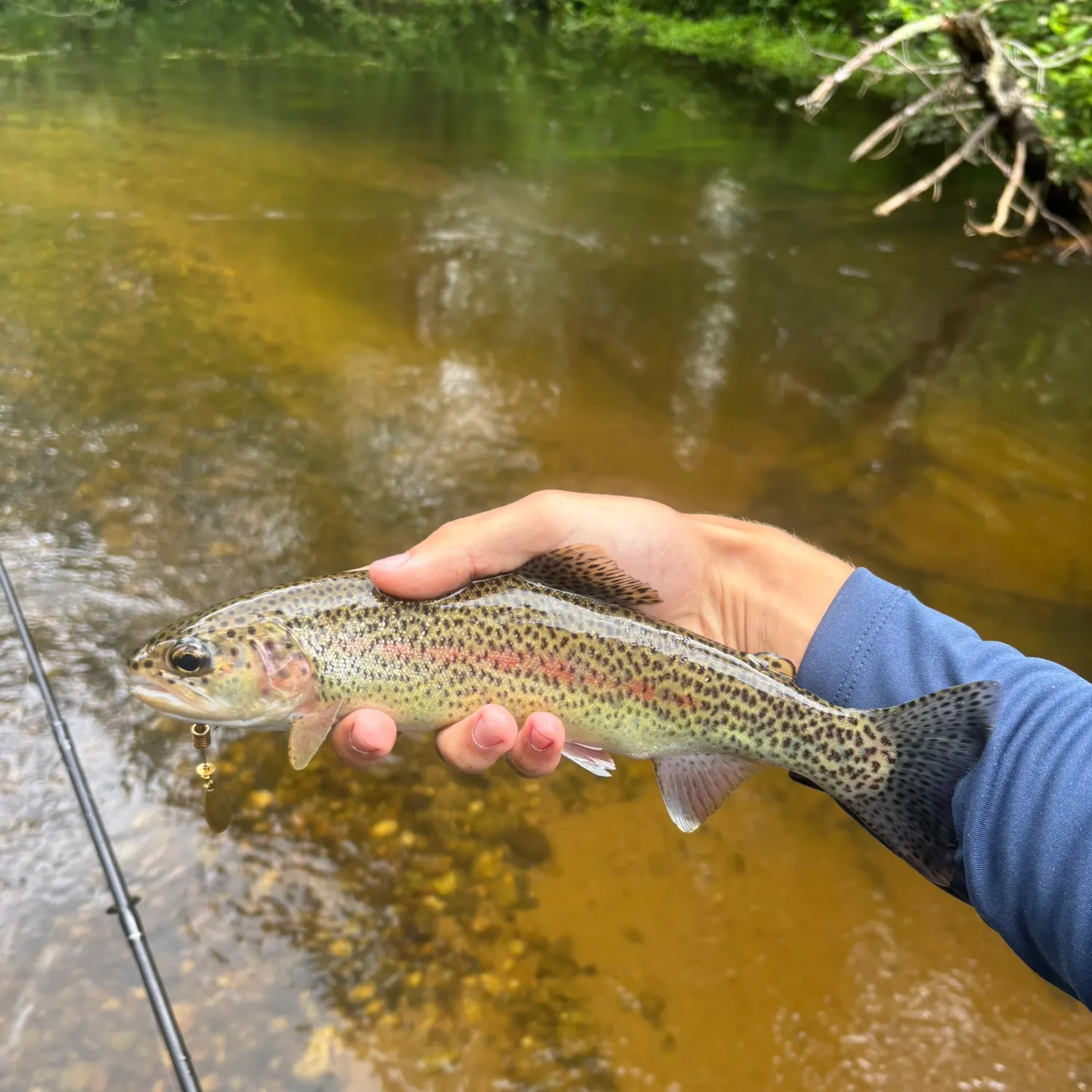 The most recent Rainbow trout catches on Fishbrain