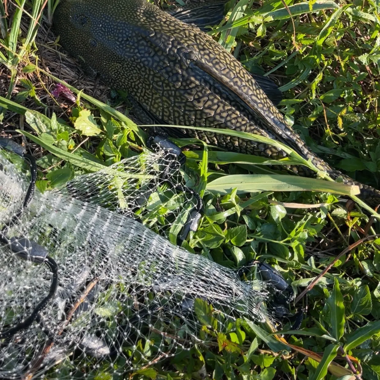 The most recent Suckermouth catfish catches on Fishbrain