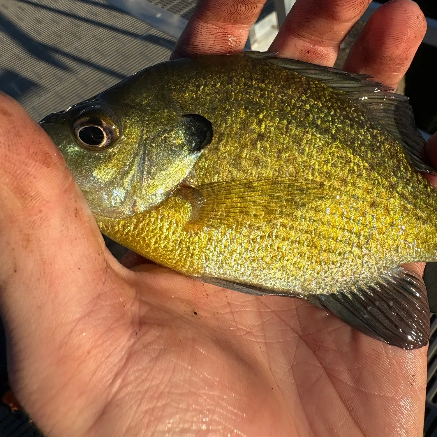 Bluegill caught on Fishbrain