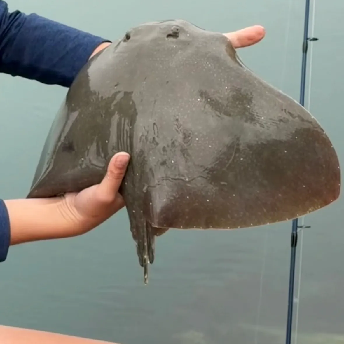 The most recent California butterfly ray catches on Fishbrain