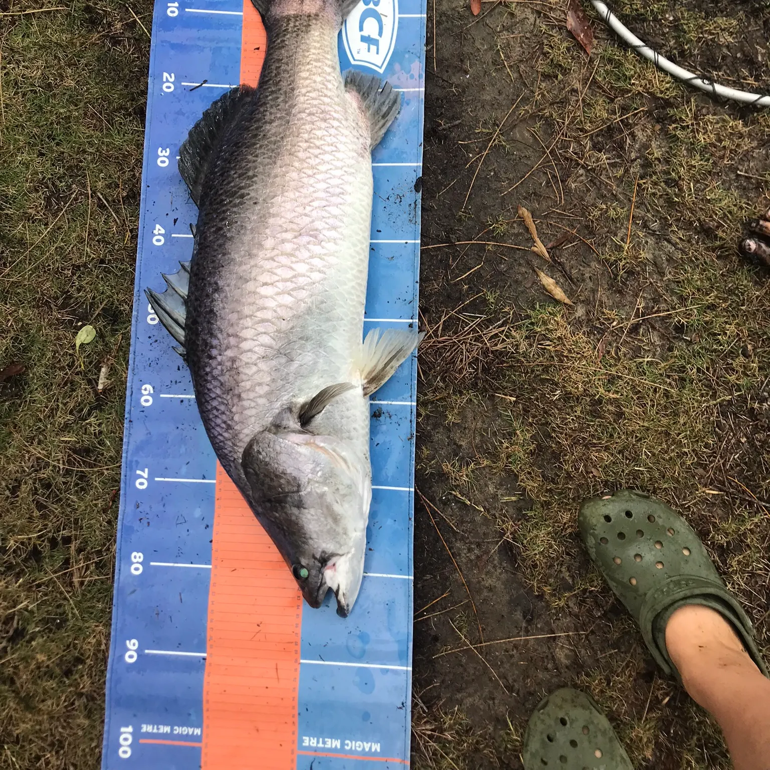 The most recent Barramundi catches on Fishbrain