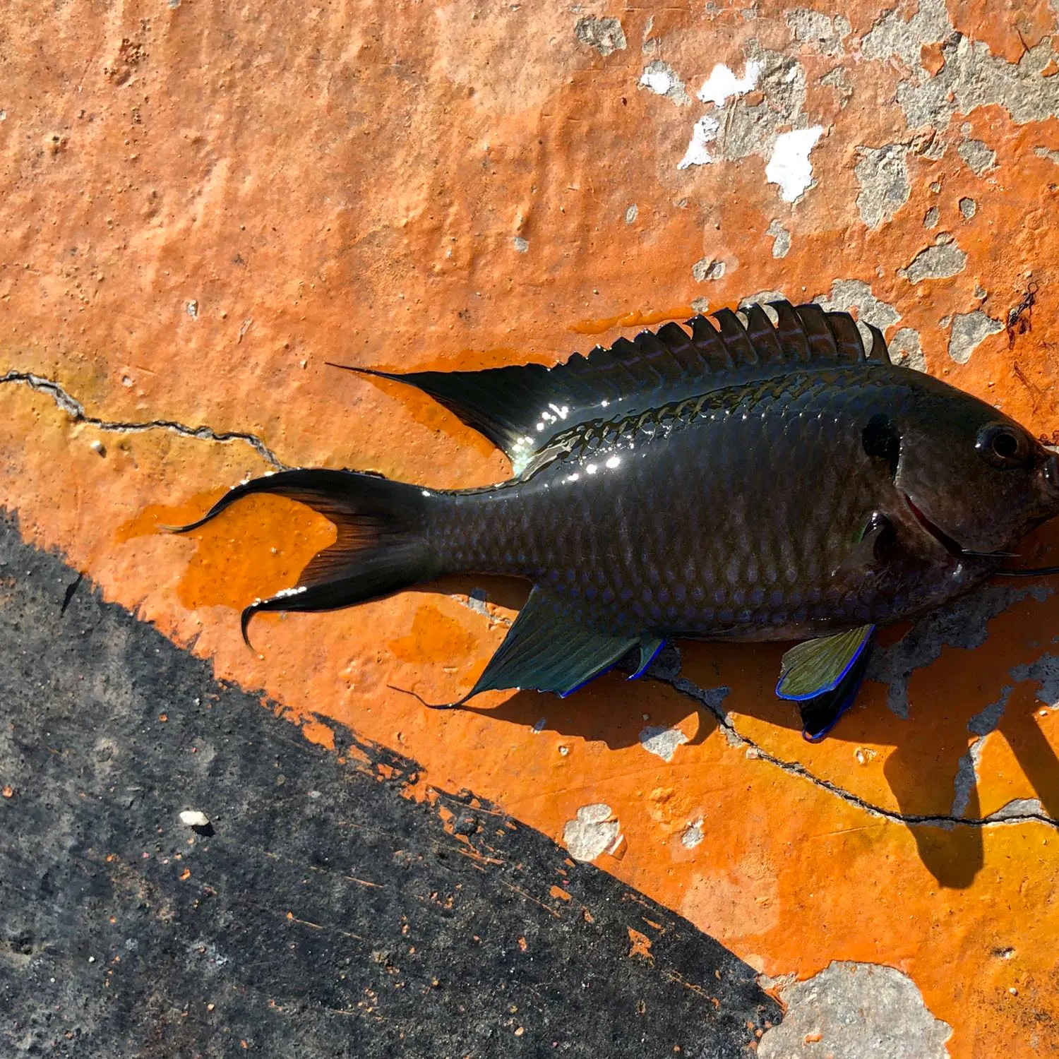 The most recent Regal demoiselle catches on Fishbrain