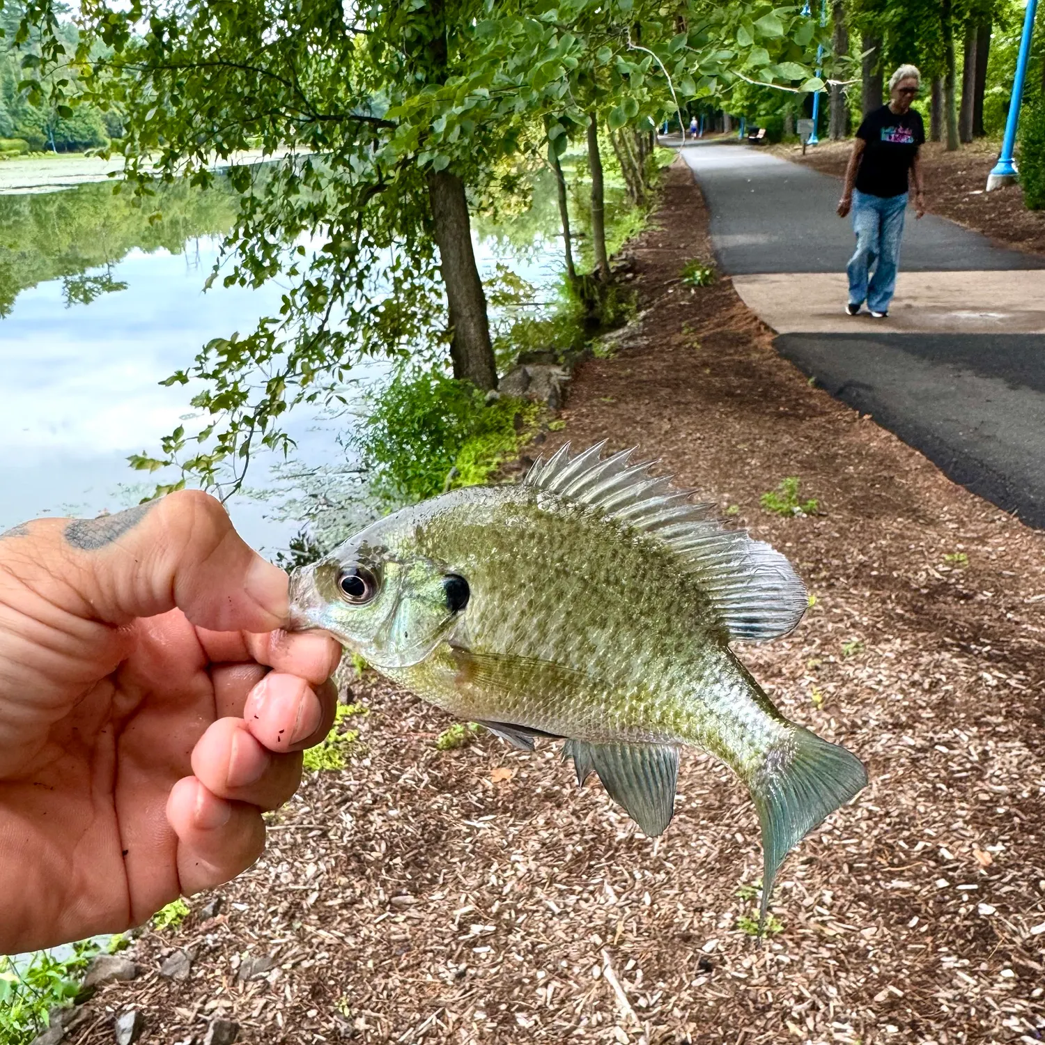 Bluegill caught on Fishbrain