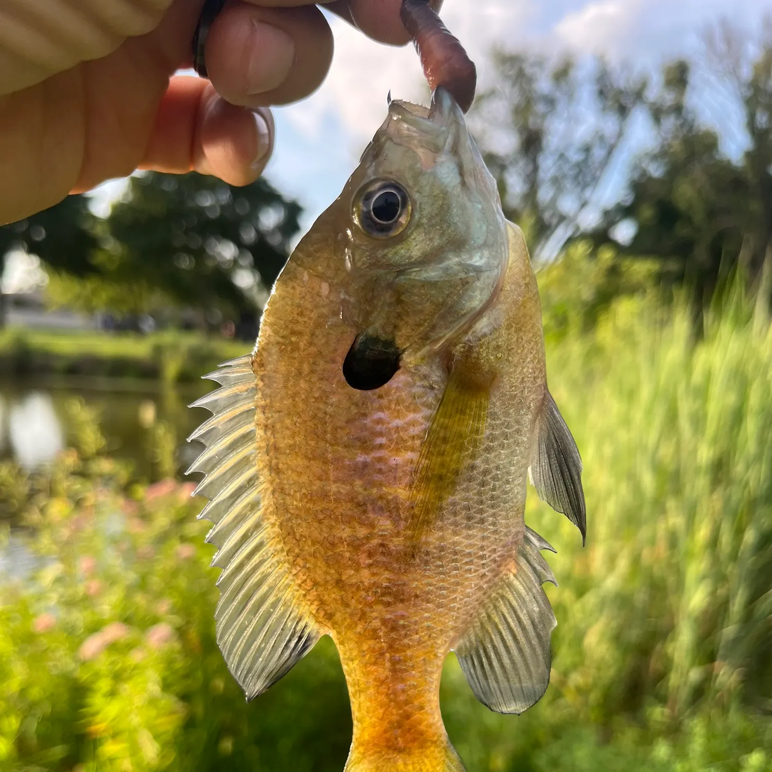 Bluegill caught on Fishbrain