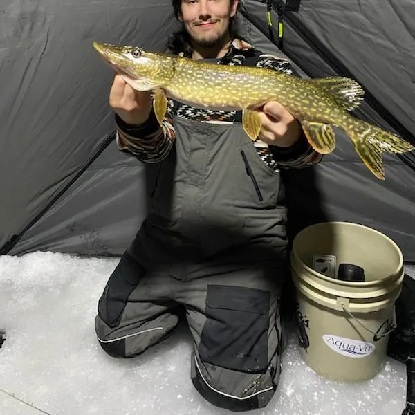 The most recent Northern pike catches on Fishbrain