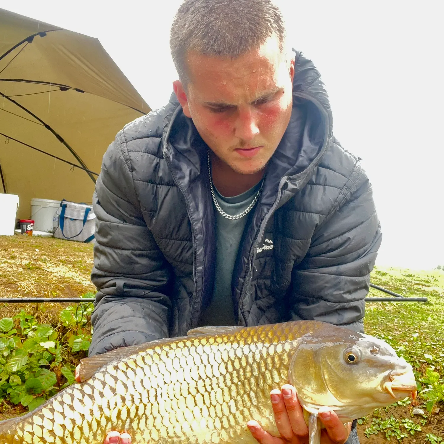 Common carp caught on Fishbrain