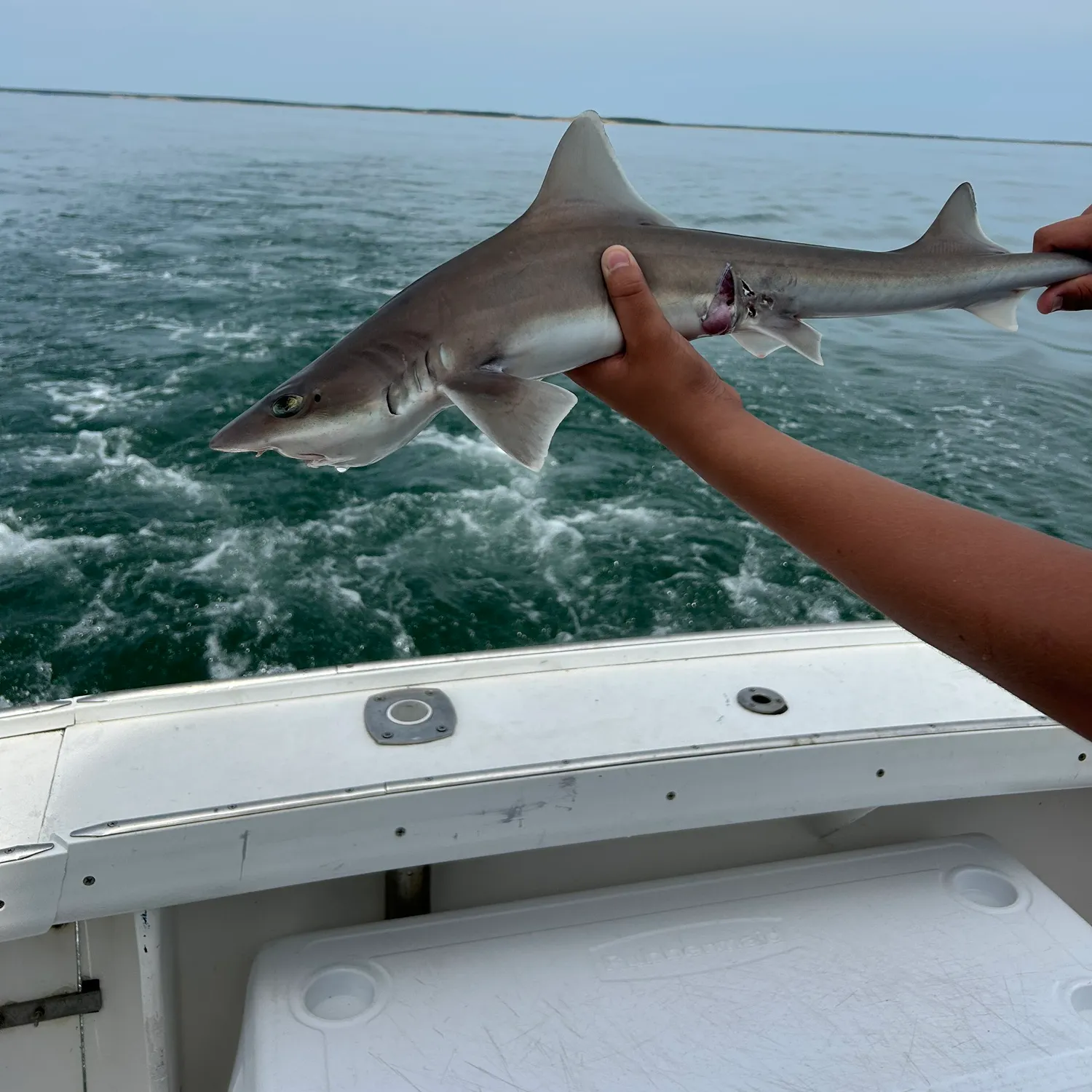 The most recent Piked dogfish catches on Fishbrain