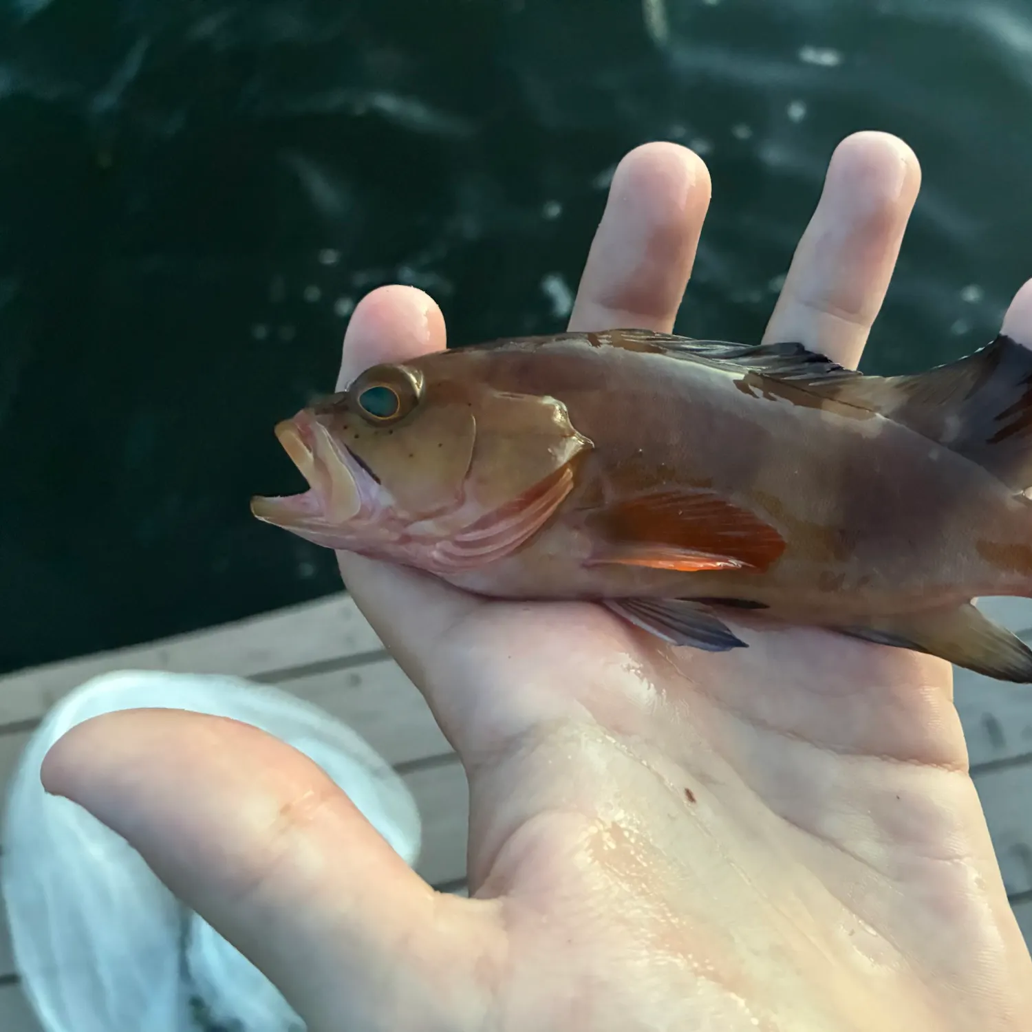 Red grouper caught on Fishbrain