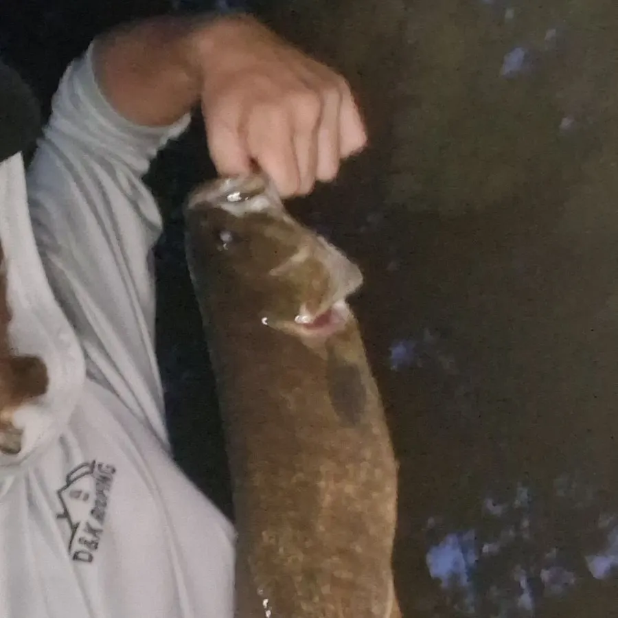Smallmouth bass caught on Fishbrain