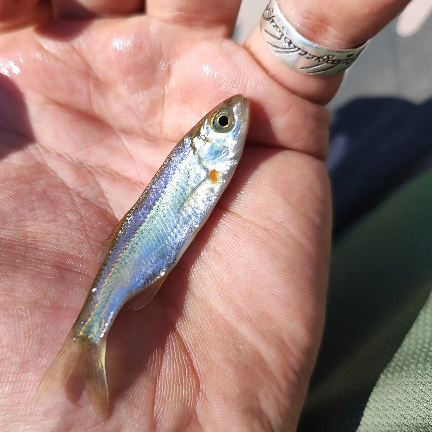 The most recent Vairone catches on Fishbrain