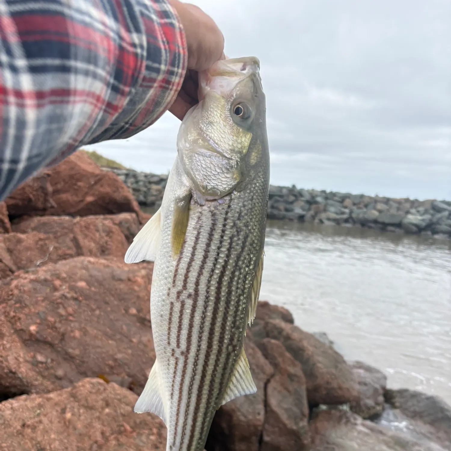 Striped bass caught on Fishbrain