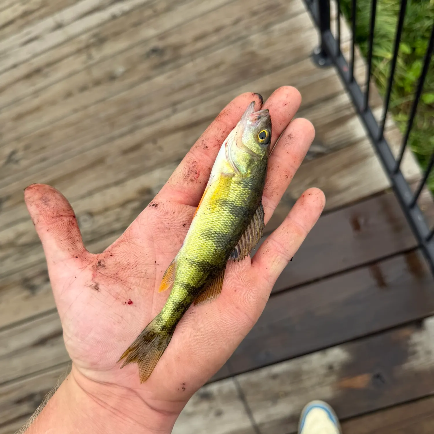 Yellow perch caught on Fishbrain