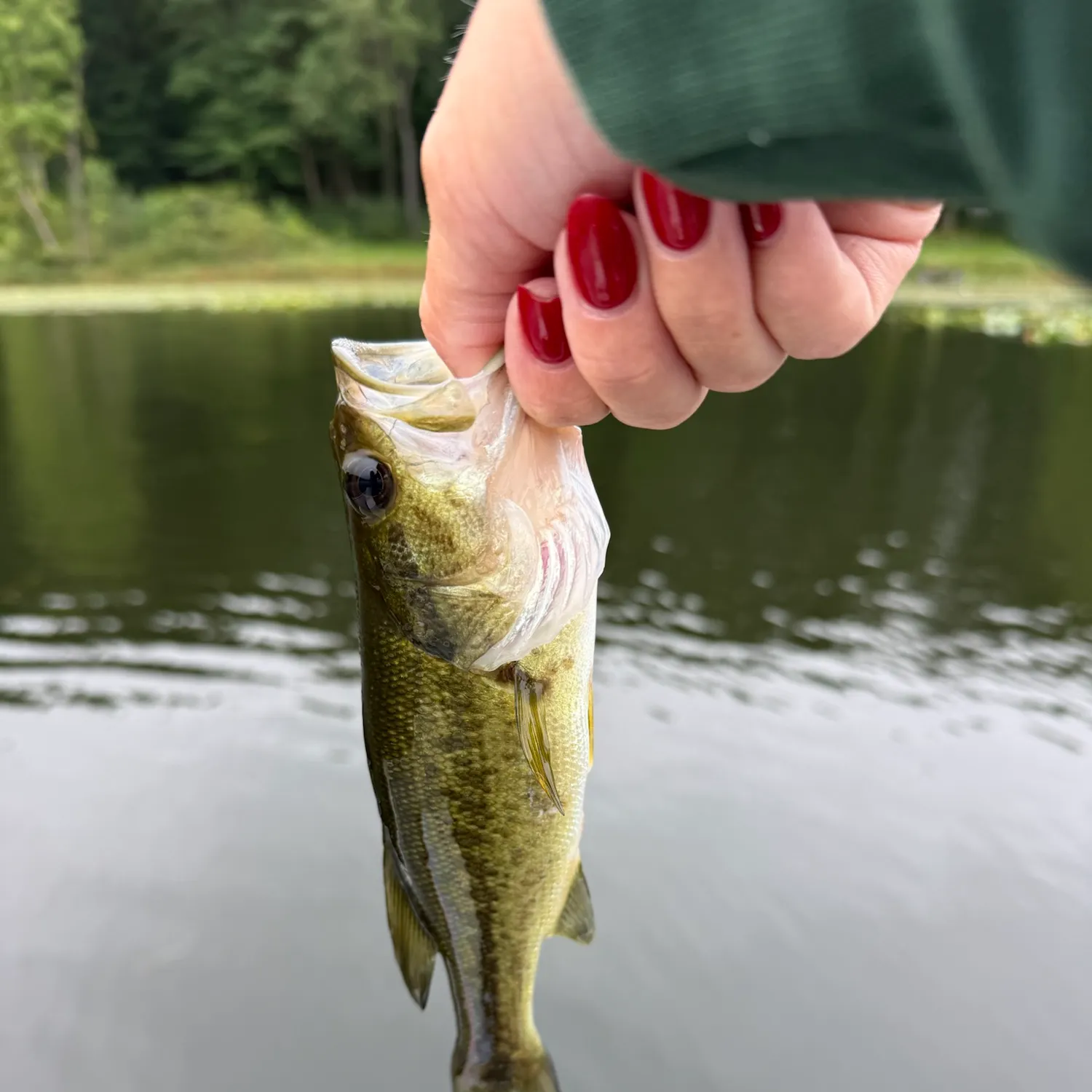 Largemouth bass caught on Fishbrain