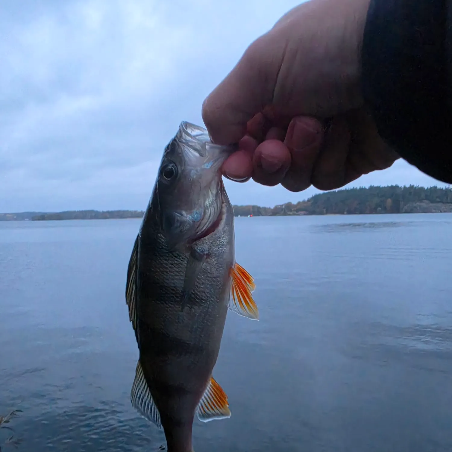 European perch caught on Fishbrain
