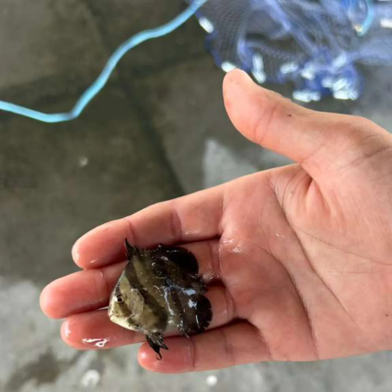 The most recent Pacific spadefish catches on Fishbrain