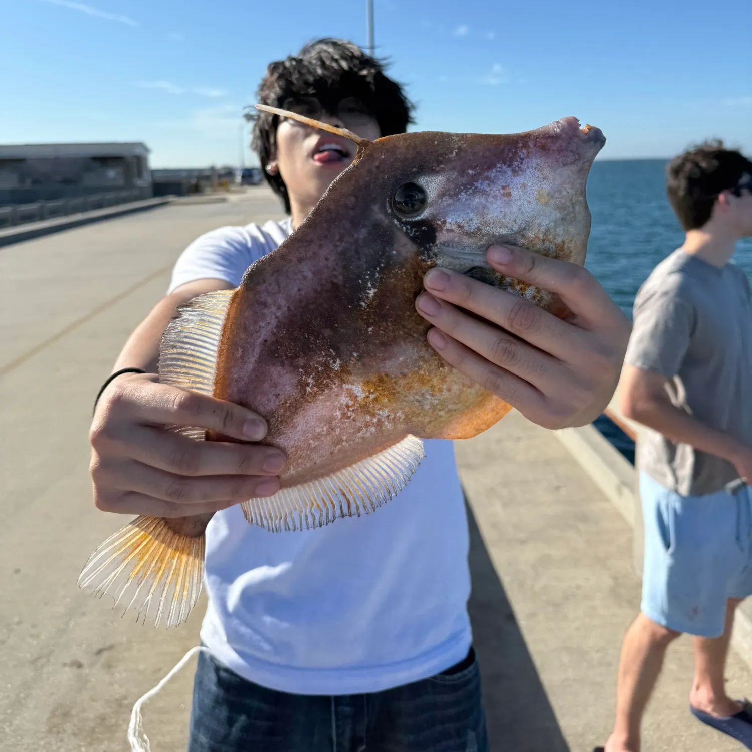 The most recent Starry triggerfish catches on Fishbrain