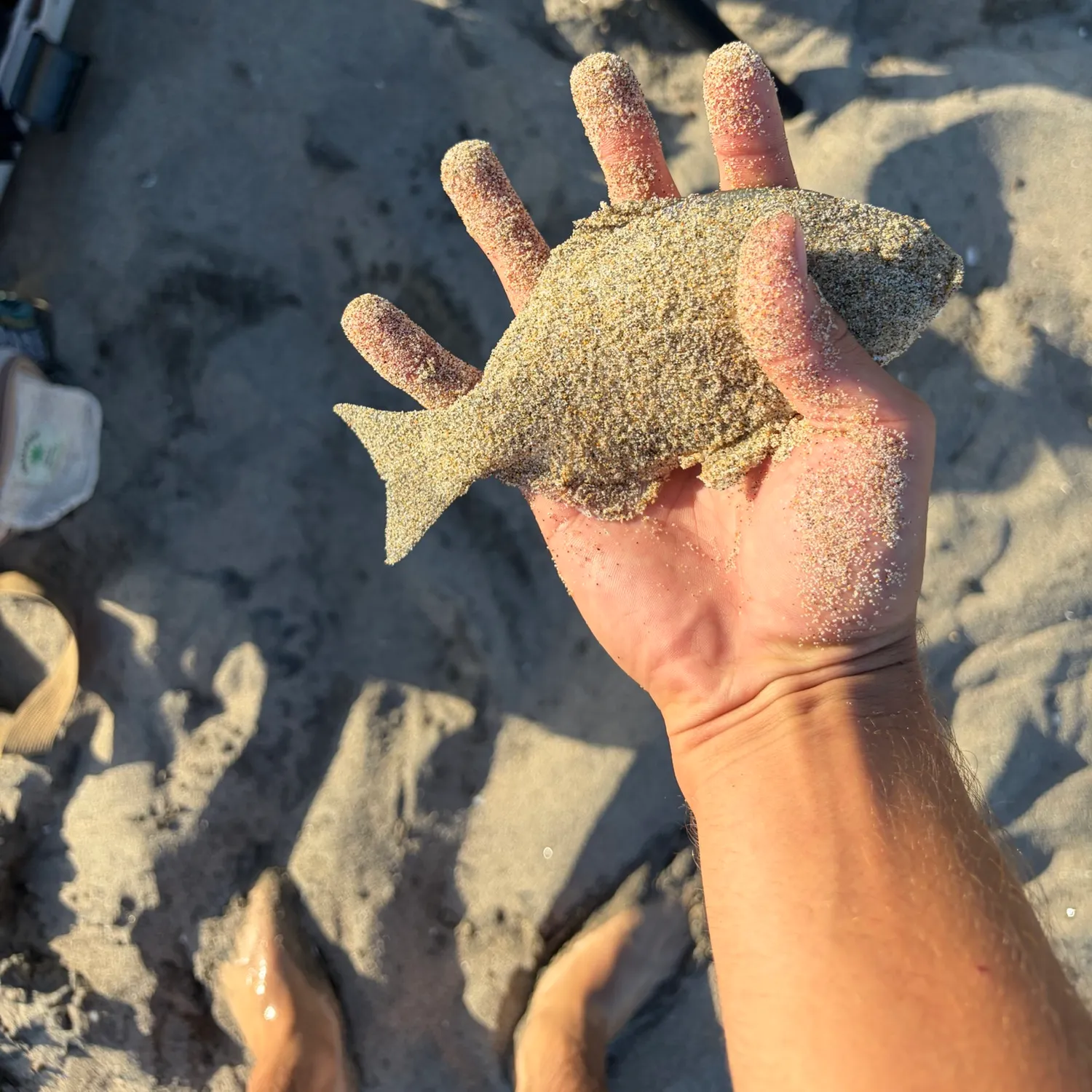 The most recent Barred surfperch catches on Fishbrain