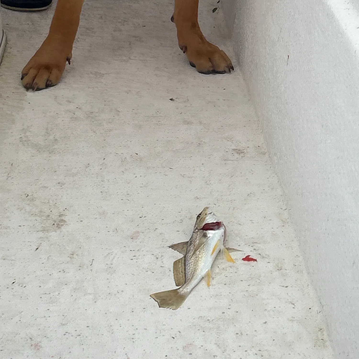 The most recent Atlantic croaker catches on Fishbrain